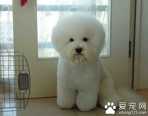 貪吃比熊犬咬傷鄰居 狗狗傷人后的正確處理