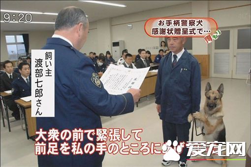 警犬受表揚太緊張 場面宛如結婚典禮