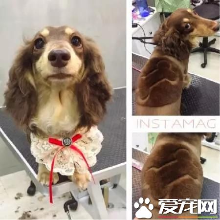 臺灣的這家寵物美容院上了國外新聞，只因有這么個任性的老板
