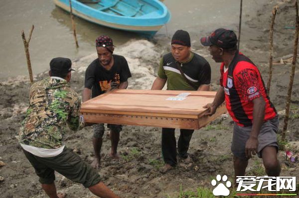 香港海關破獲走私豬鼻龜 在各界人士和政府努力下已遣送回返