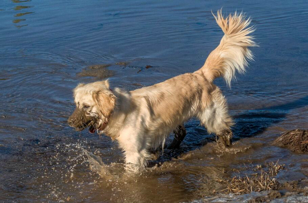 狗為什么會得狂犬病