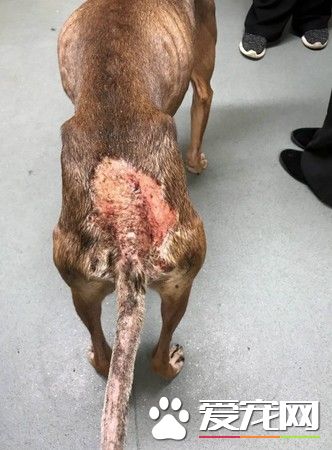 英國發生恐怖虐狗事件 狗狗慘遭螺絲起子鉆頭穿眼