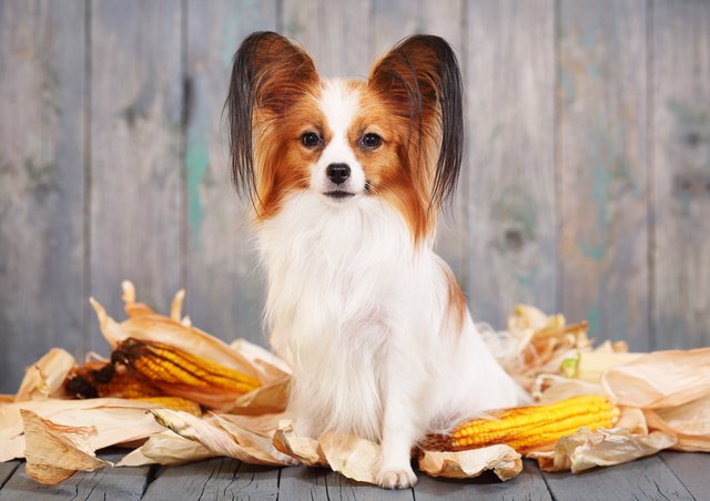 想要養只聽話的狗狗？ 頂級聽話犬種有這幾種