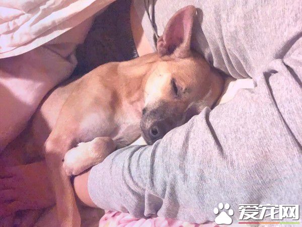 嚴重戀父情結米克斯 是地表最強小三