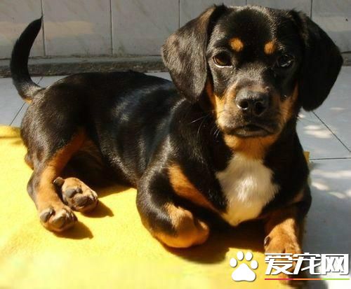 長不大的寵物狗
