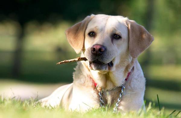 拉布拉多犬名字霸氣