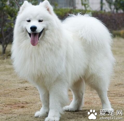 七千元買薩摩耶犬 怎料是一只白狐