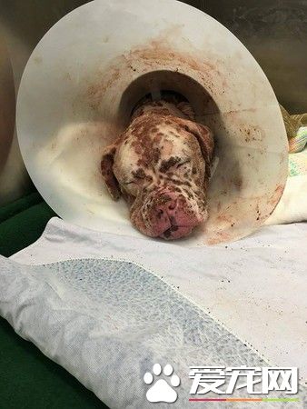 比特犬被蜜蜂螫成大花臉 拋棄在醫院孤單療傷