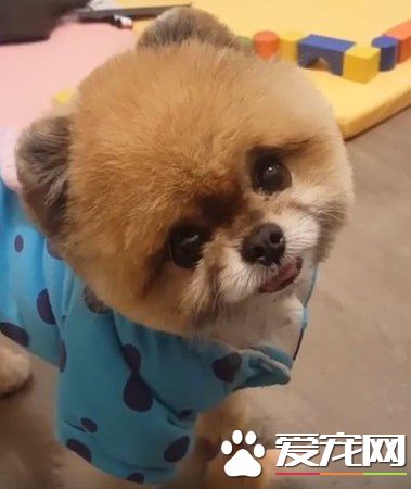 呆萌博美犬歪頭放電 萌翻一大群毛毛網友
