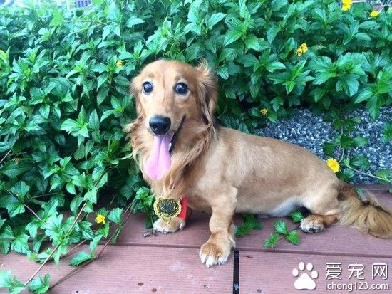 狂風暴雨下寵物狗被吹走 幾天后被好心人找到并送回