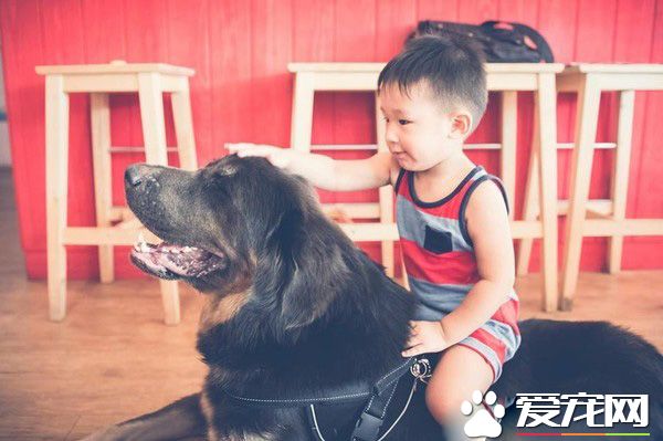 遭受棄養獒犬 收編后要有弟弟陪伴才敢吃飯