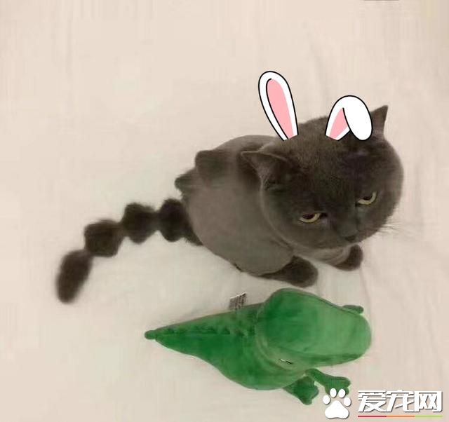 怎么看待寵物死后？