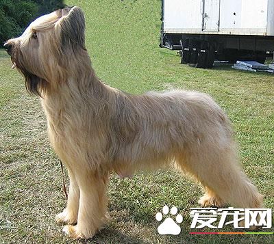 狗狗智商排行榜，你家狗狗排第幾？