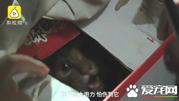 幸好救援計畫大成功！貓咪被困管道深處幸得路人相救