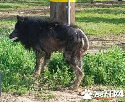加州路邊有只怪物？原來是一只受傷的德國狼犬