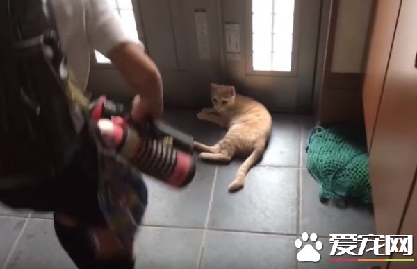貓咪也愛出去玩 主人出門上課必須過貓咪的阻擋關卡