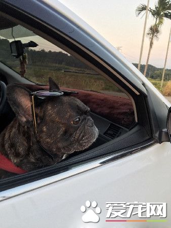 愛玩法斗上車變進入超乖模式 石化如同凋像