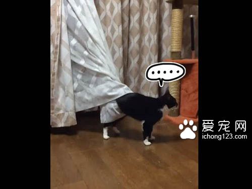 喵星人號稱液態生物 身段柔軟能夠變形鉆縫！