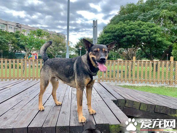 拆家米克斯叼棉花興奮找馬麻 馬麻差點氣暈