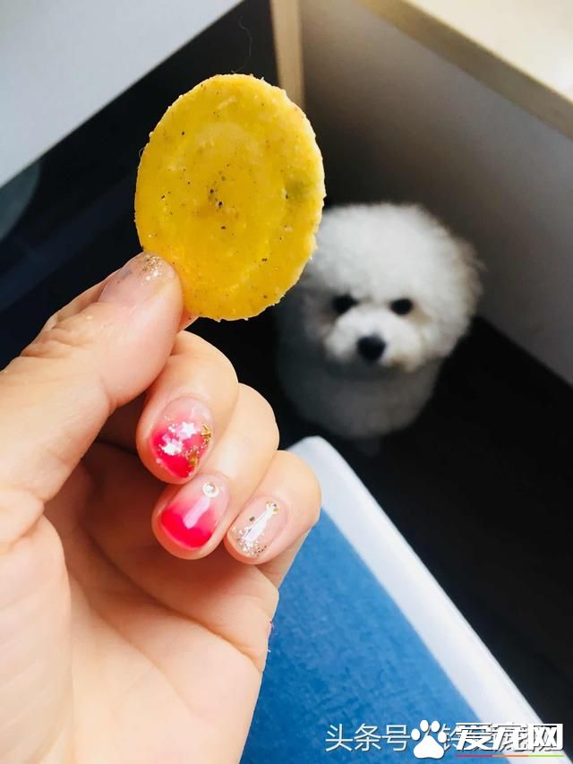 【養寵故事】自從有了你~