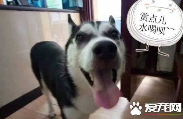 主人不見二哈闖警察局趴桌報案 警察無奈幫發尋人啟事