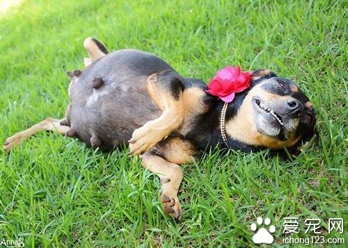 狗狗拍孕照擺出的超撩人姿勢秒殺人類孕婦