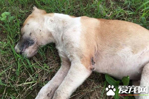 公園10幾只流浪狗遭滅族 家犬散步也誤食毒藥身亡