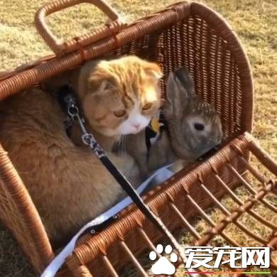 貓兔之友情 貼心貓咪溫柔陪伴兔兔