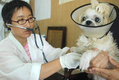 未取得動物診療許可證從事從事動物診療的動物（寵物）醫院將被取締取締