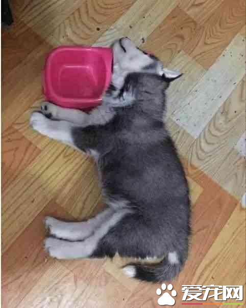 愛狗，還要懂狗