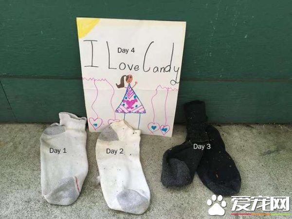 偷竊癖貓咪每晚都偷衣服回家 貓奴也頭大