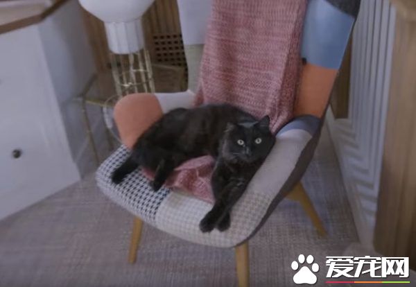 貓咪的魅力 讓不愛貓的小羅勃道尼化身超級貓奴