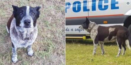 叢林里守護三歲女孩平安 耳聾失明汪獲警方稱贊