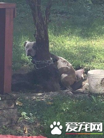 比特犬被主人綁樹上虐待 幸得志工和警察幫助獲得解救