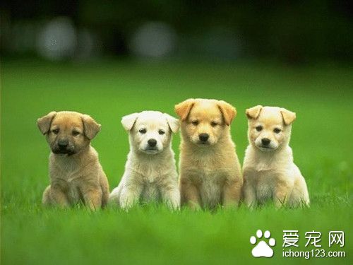 吃錯老鼠藥還能自己解毒的草狗 真正的神犬