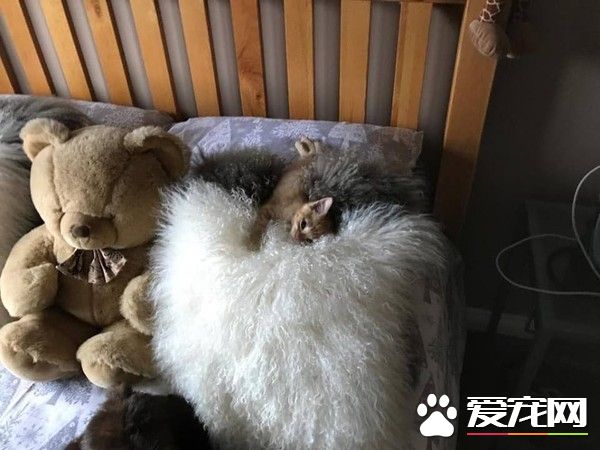 撿到失血過多病危浪喵 找來自家胖貓捐血救命