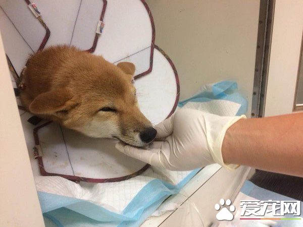 狗狗之間的愛情 老婆住院17天康復后每晚都要親親