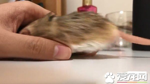 超萌肥尾沙鼠 對人類手掌心獨有情鐘