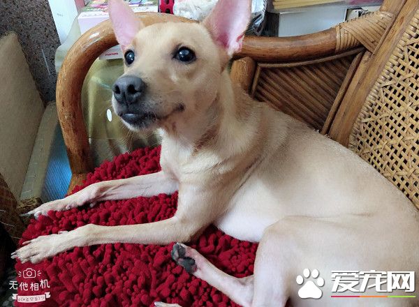 被浪浪攻擊受過傷 從害怕狗變寵愛金孫的阿嬤