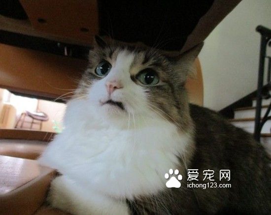 “巴格西二世”：天生沒有上排牙的“小吸血鬼”