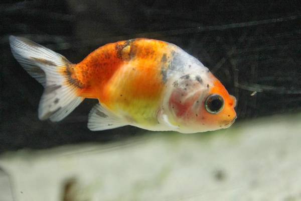 魚長什么樣子