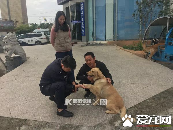 迷路金意外客串警犬 狂吠偷車賊幫忙逮人