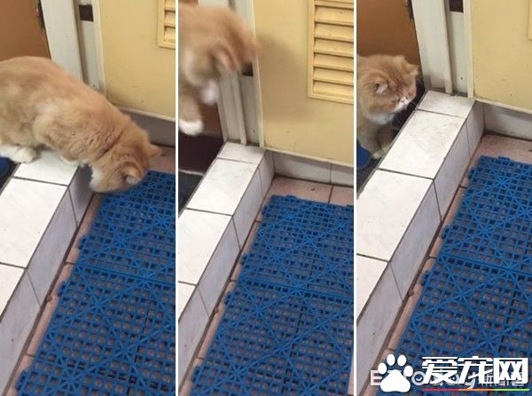 本宮被嚇飛了! 喵星人被地墊嚇到弾飛