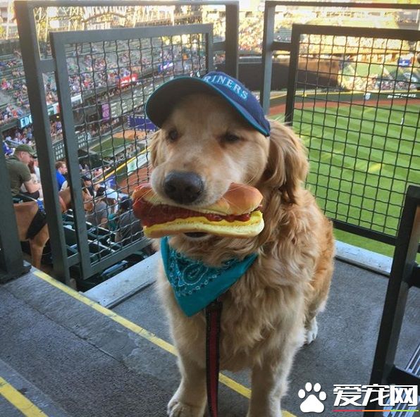 萌犬叼著熱狗堡配合主人拍照 超乖巧的模樣萌翻天