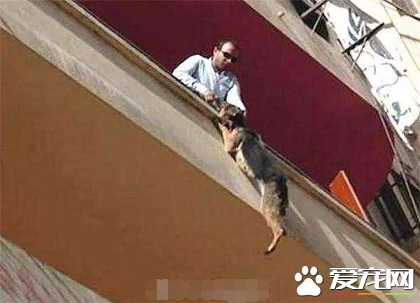 狗狗不堪忍受主人虐待，從陽臺跳下，準備結束自己的生命