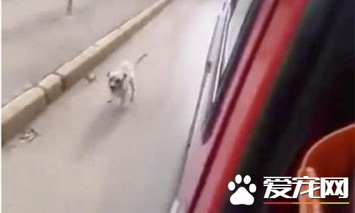 狗主人癲癇病發作 狗狗一路跟著救護車追隨