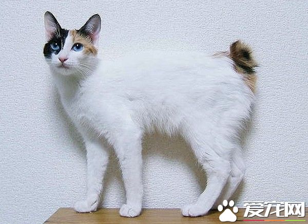 短尾貓天生尾巴就是短 至少受兩種基因影響