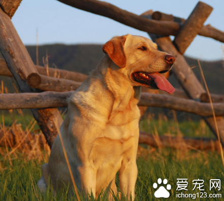 法國每只寵物犬都有檔案  給狗狗帶來了更多的約束