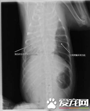 汪遭飼主棄養還被車撞 幸遇到了善心人士相救