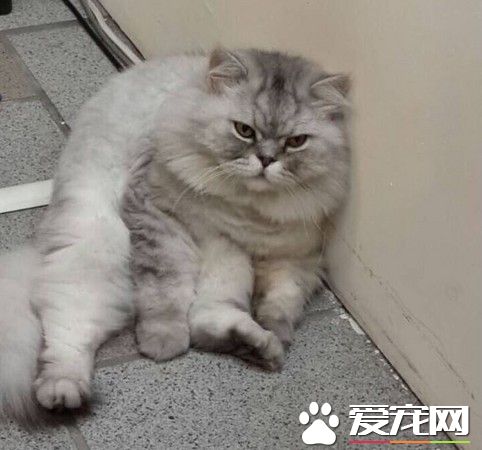 鐵門縫強拉出再塞進塑膠袋 金吉拉獲救發抖呆坐地板